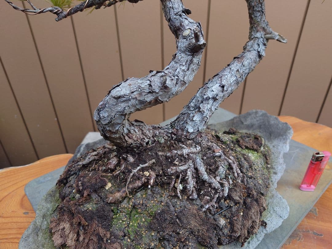 盆栽　五葉松　樹高43cm