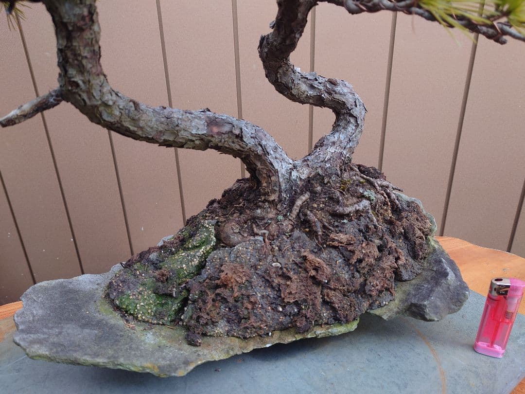 盆栽　五葉松　樹高43cm