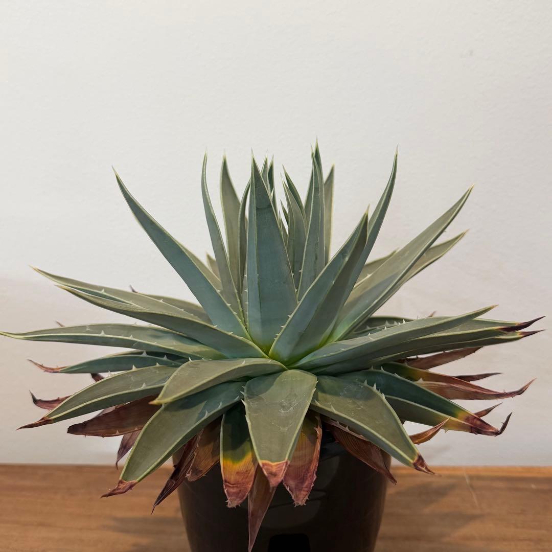 【美株】アロエ ポリフィラ 国内実生株 塊根植物 サボテン 多肉