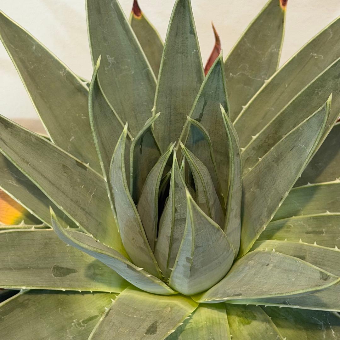 【美株】アロエ ポリフィラ 国内実生株 塊根植物 サボテン 多肉