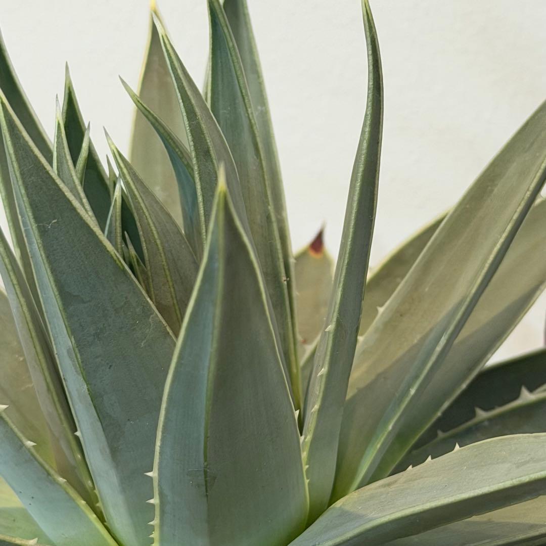 【美株】アロエ ポリフィラ 国内実生株 塊根植物 サボテン 多肉