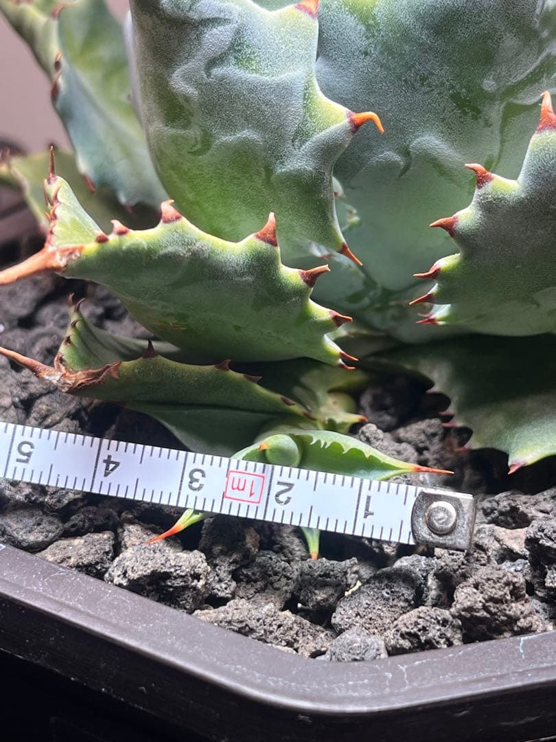 アガベ ハイブリッド　CJ plants産　甲蟹交種曲刺特選2