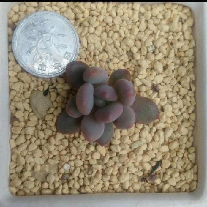 売却済み3/6ピンクムーン(カット苗)