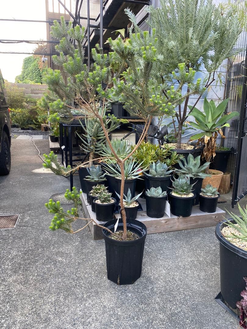 Banksia Little Eric バンクシア リトルエリック