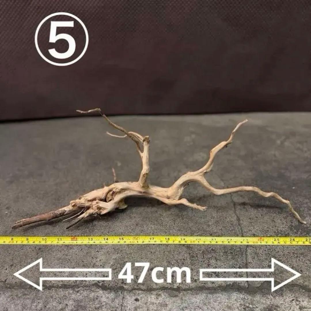 ブランチウッド アクアリウム＆テラリウム流木5本組SET(オマケ流木3本付き)