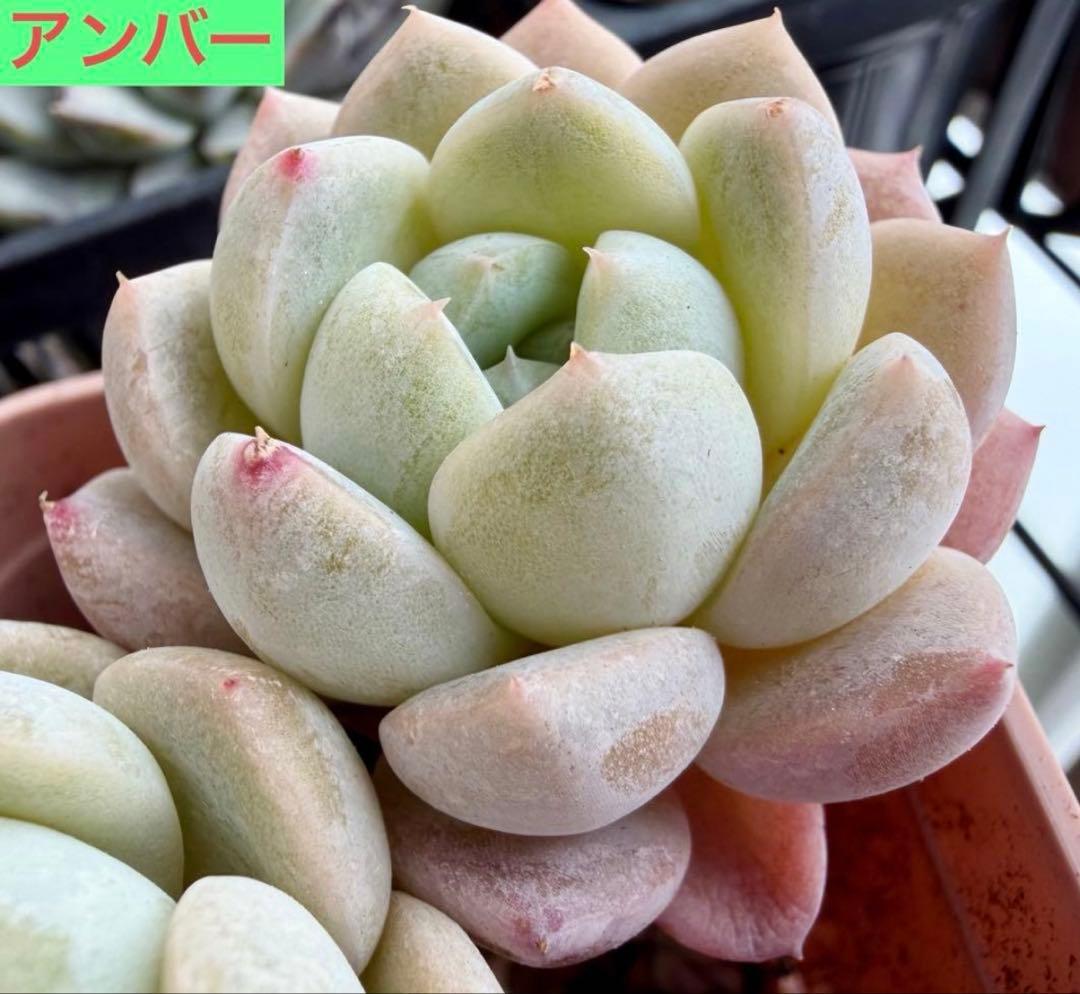 選べる！！プラグ苗(抜き苗) 多肉植物　ランダム発送