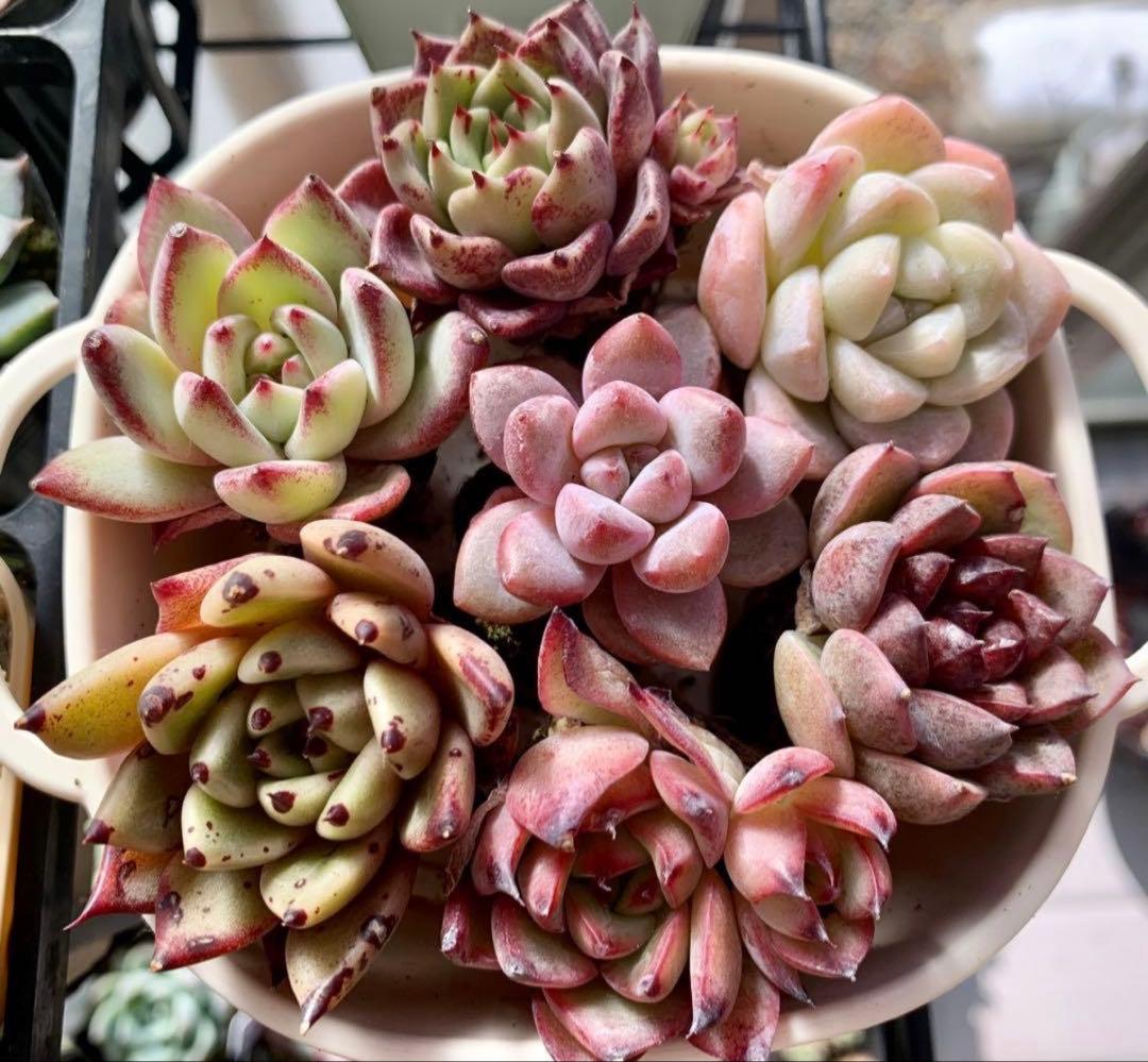 選べる！！プラグ苗(抜き苗) 多肉植物　ランダム発送