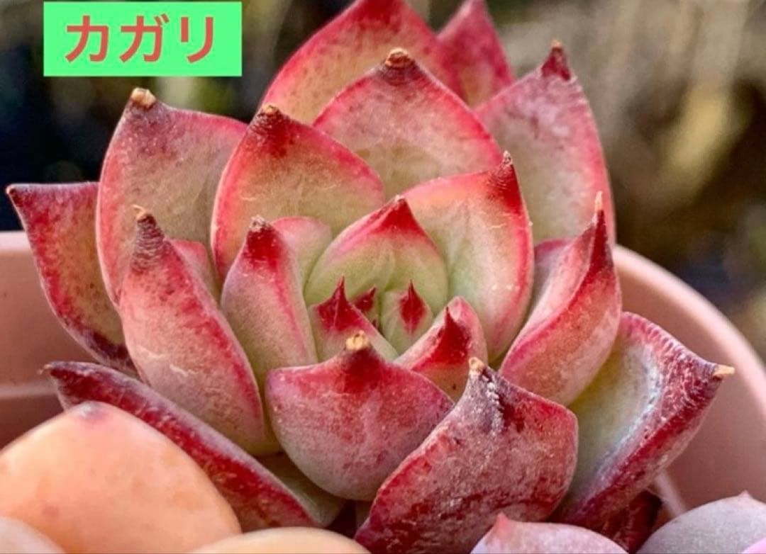 選べる！！プラグ苗(抜き苗) 多肉植物　ランダム発送