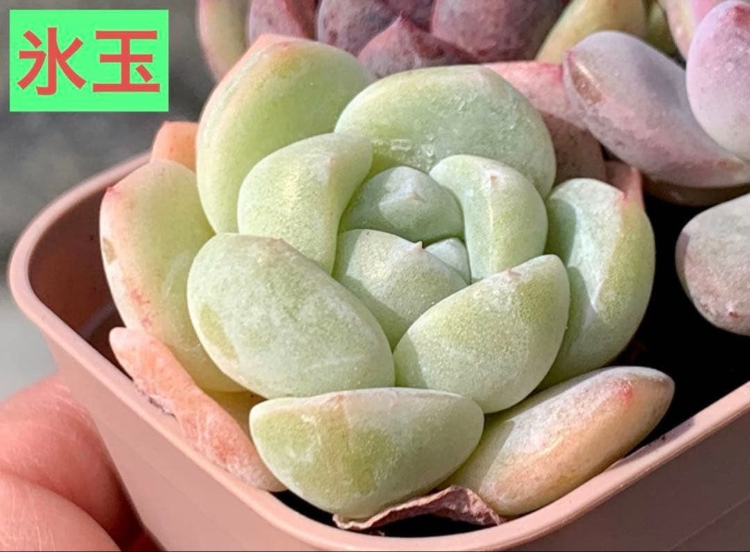 選べる！！プラグ苗(抜き苗) 多肉植物　ランダム発送