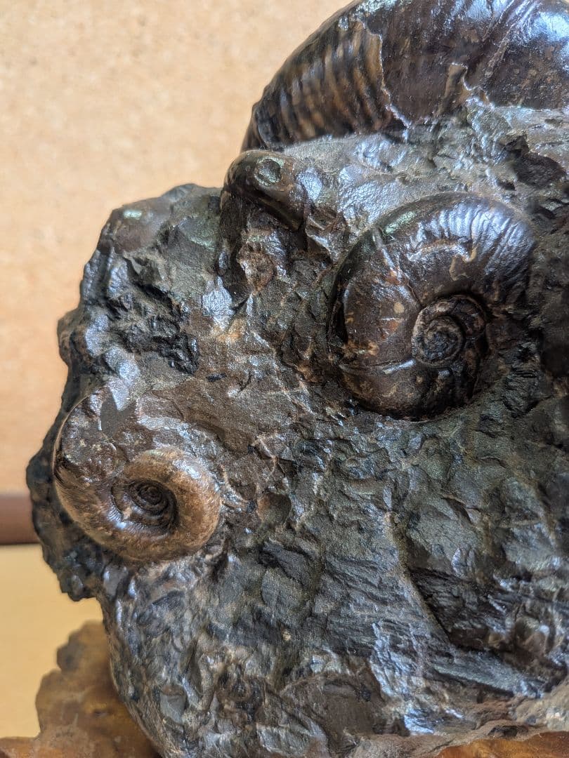 アンモナイト化石 10.0㎝.背面にもあります(299)