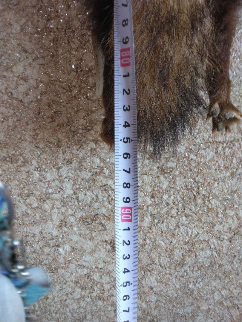 タヌキ剥製　ラクーンドック 毛皮　 小型　マフラー　リアルファー