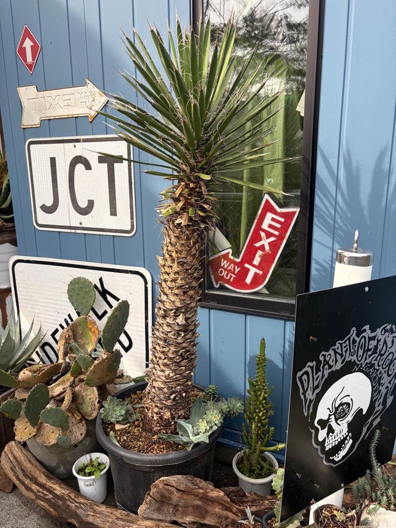 耐寒性ユッカ　フィリフェラ幹太大株◇南国ドライガーデン島アガベ多肉ヤシ　サボテン