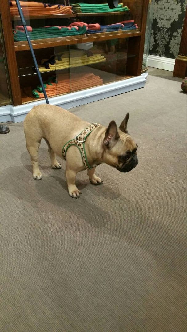 レザー緑ピンクハーネス