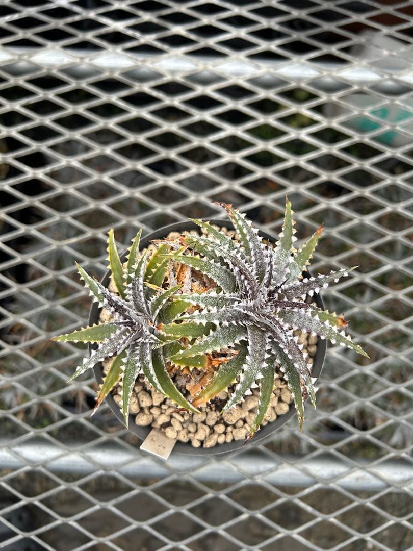 DBディッキア Dyckia Bill Baker hybrid #226 ⑵