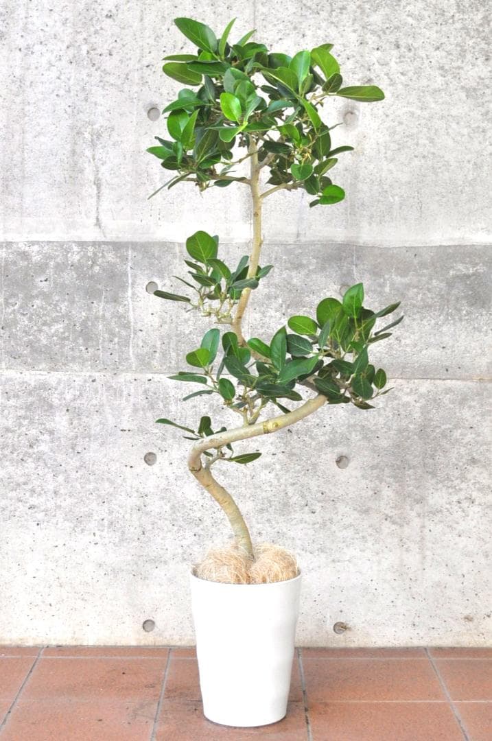 フィカス ベンガレンシス ８号137cm Spiral tree form