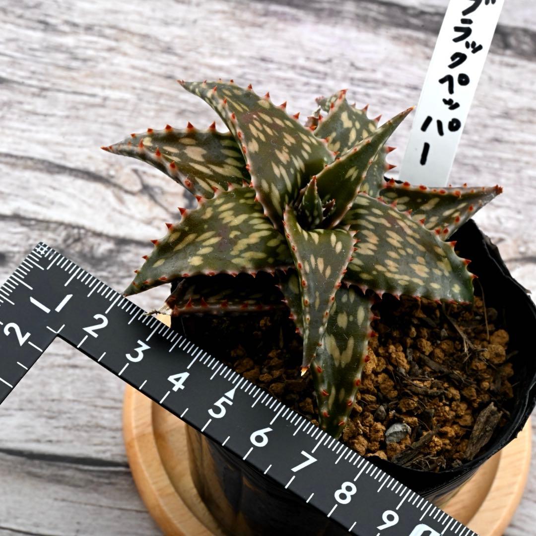 アロエ 美苗 ブラックペッパー Black pepper 多肉植物 レア