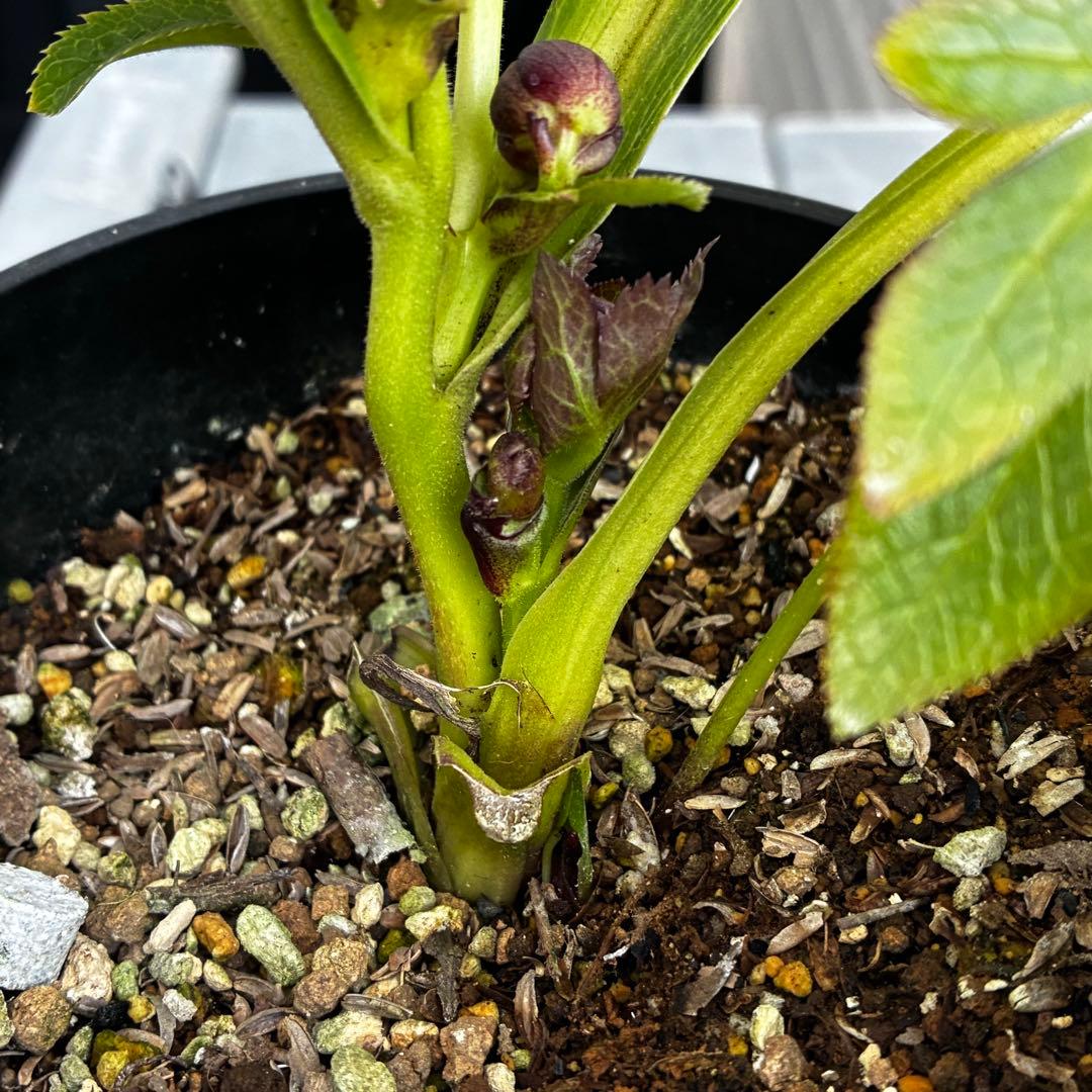 A*️様 3478☘️限定1株☘️未株分☘️花付☘️レア☘️スモーキーダーク⭐️