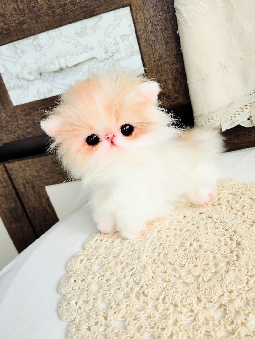 子猫のメイちゃん♡エキゾチックロングヘア♡アートドール♡ぬいぐるみ♡