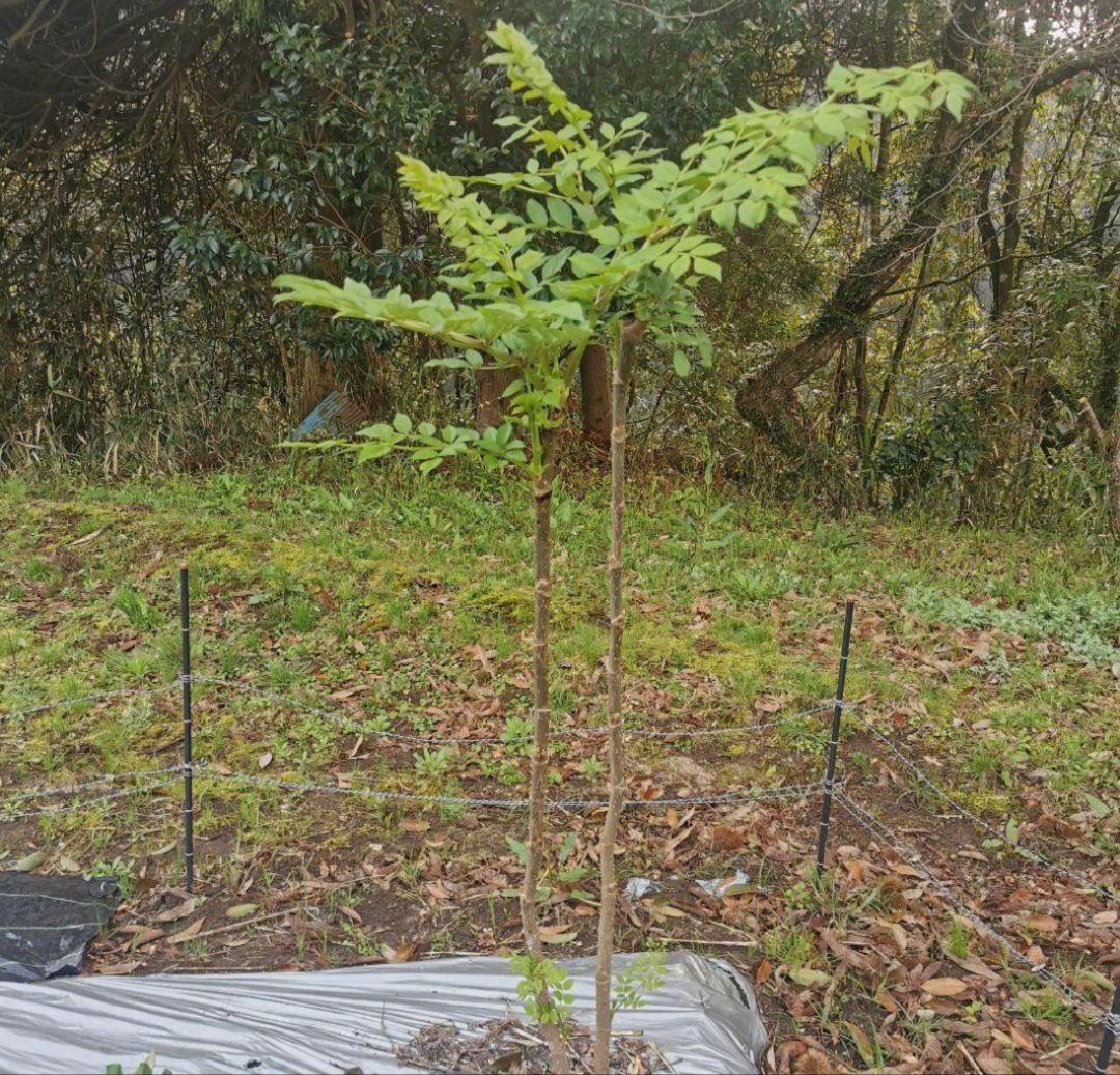 ※超特盛大量割引※最後まで読むとプレゼント　熊本県阿蘇産棘なしタラの根　400本