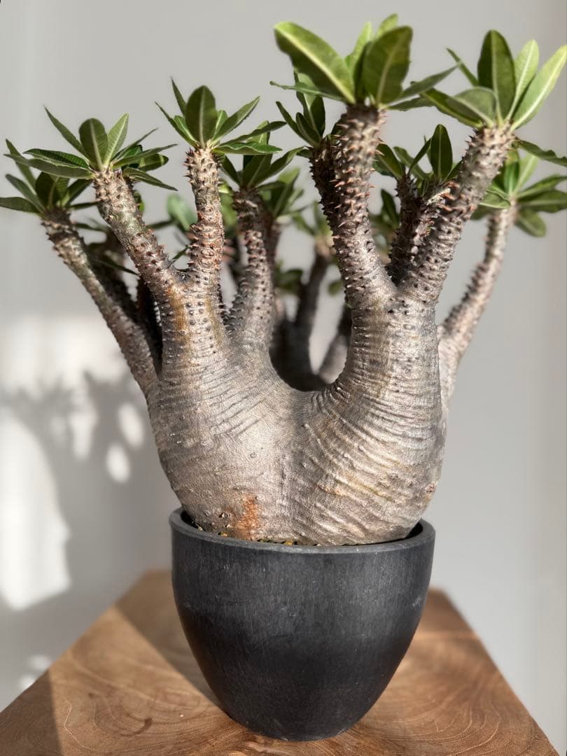 パキポディウム マカイエンセ 良型 大株 現地球 発根済み