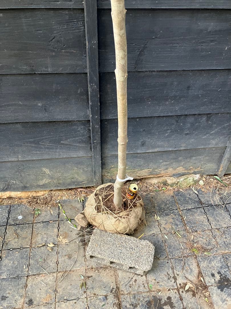 41 山採り　ヤマボウシ