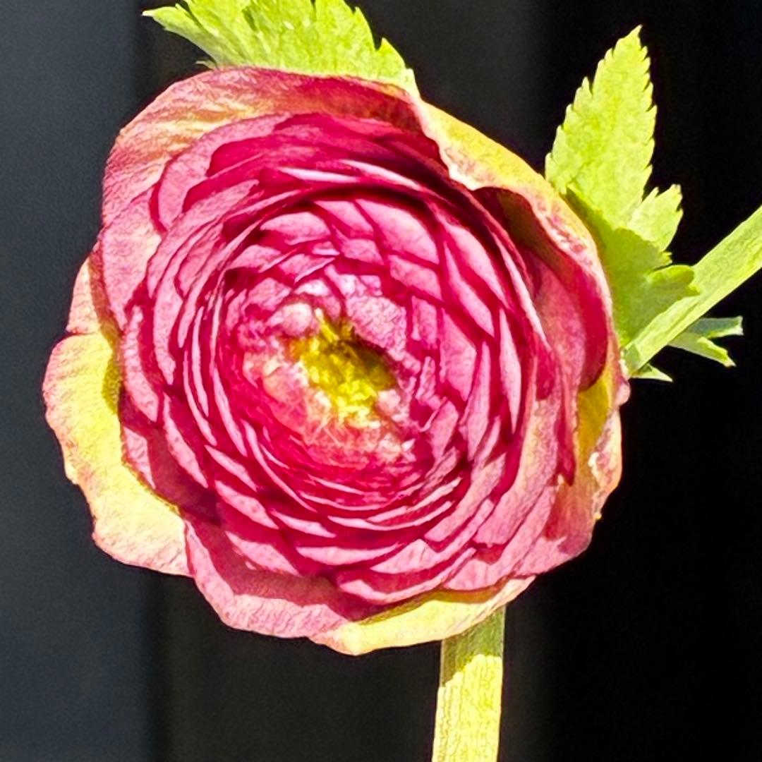 a*a様 3545☘️蕾花タグ付☘️超特殊☘️唯一無二☘️芳香⭐️小輪⭐️超キレ