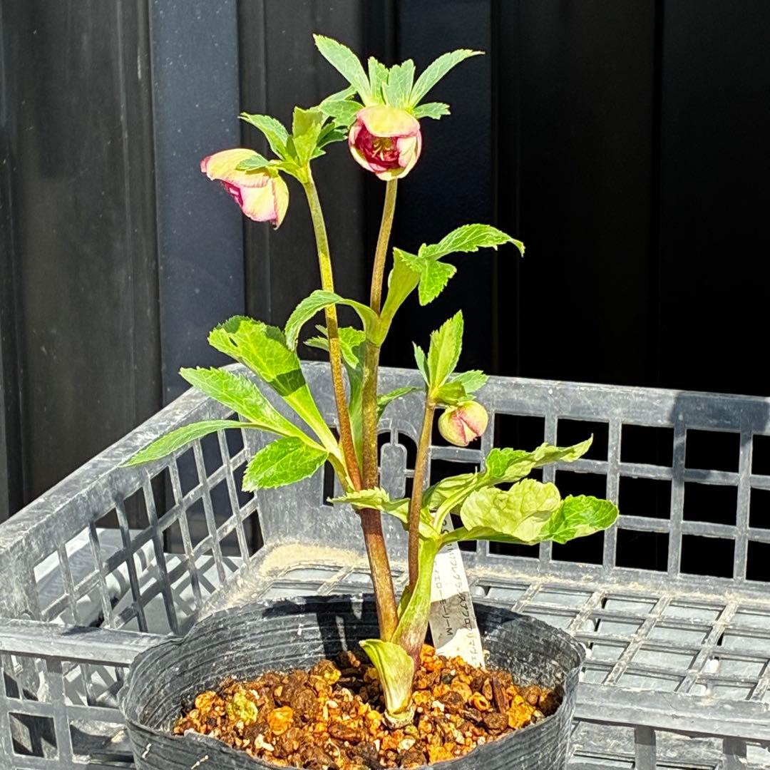 a*a様 3545☘️蕾花タグ付☘️超特殊☘️唯一無二☘️芳香⭐️小輪⭐️超キレ