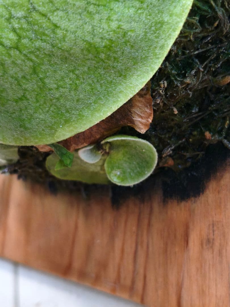 めちゃくちゃカッコいい！！コウモリラン【P.'Mulford'】板付け仕様