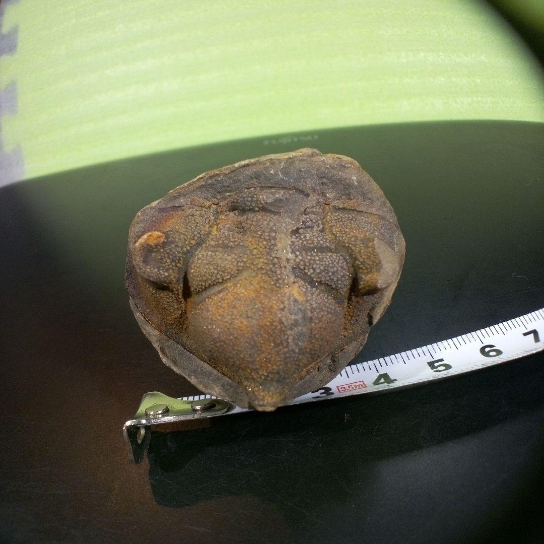 三葉虫　化石　fossil　ボリビア　trilobite　海生動物　三葉虫識別⑧
