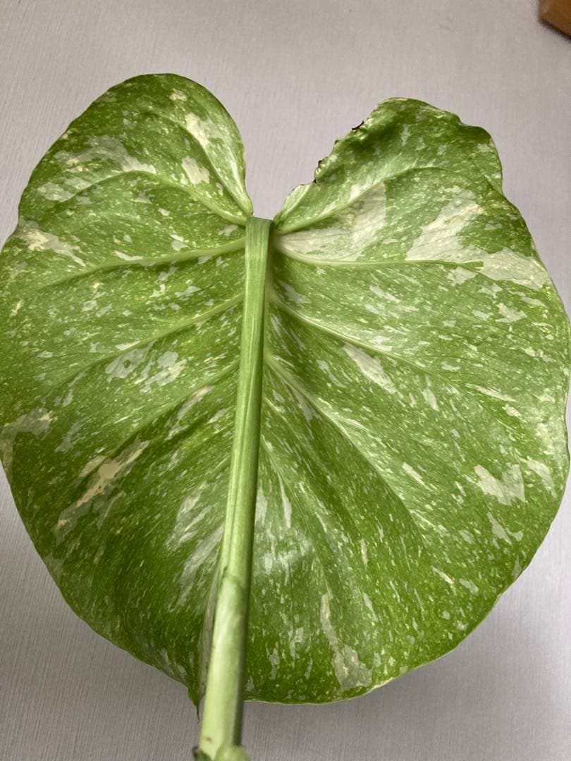 斑入り　モンステラ　デリシオーサ　太茎