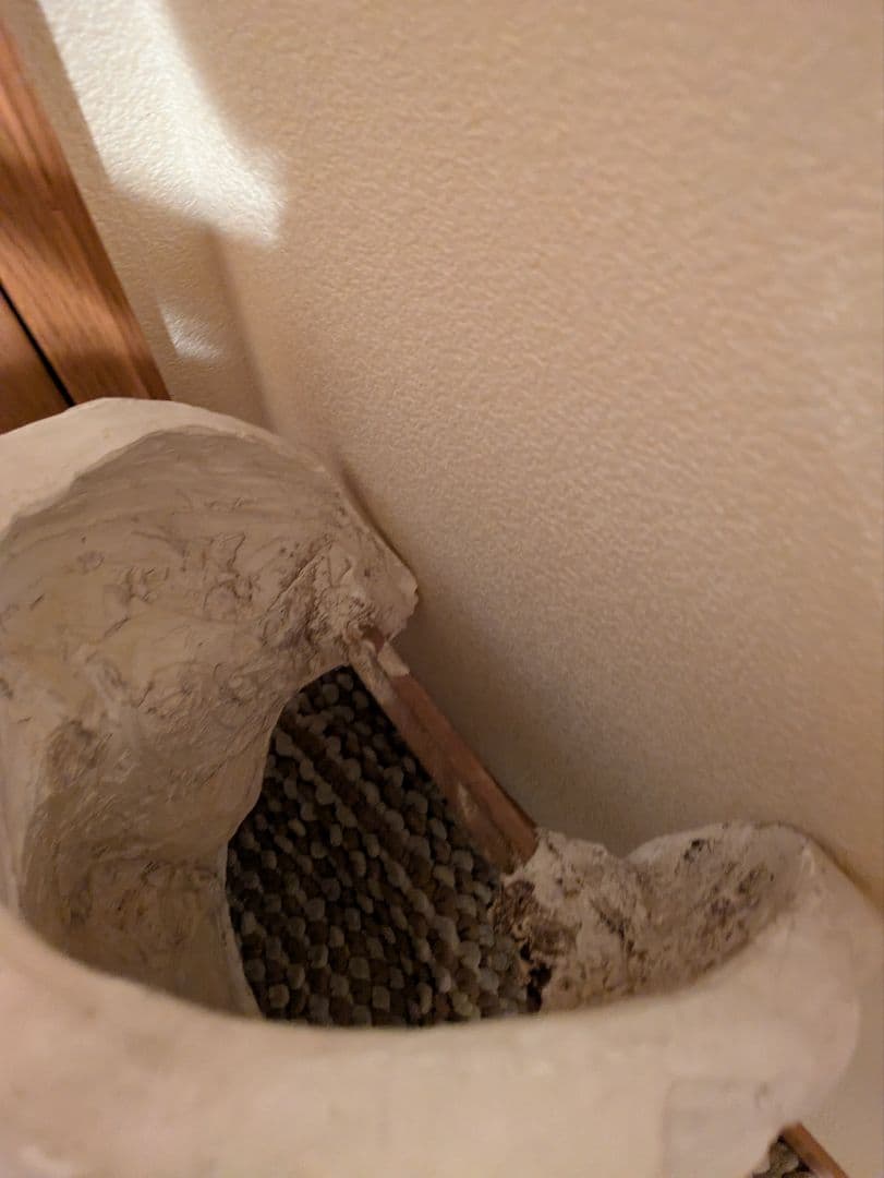 石膏像　モーゼ大顔面