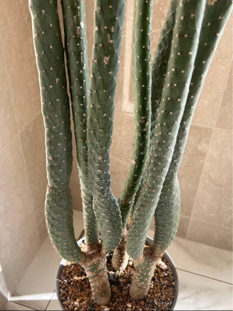 【引き取り限定】特大 サボテン 観葉植物 カフェ 店舗 美容院 オフィス