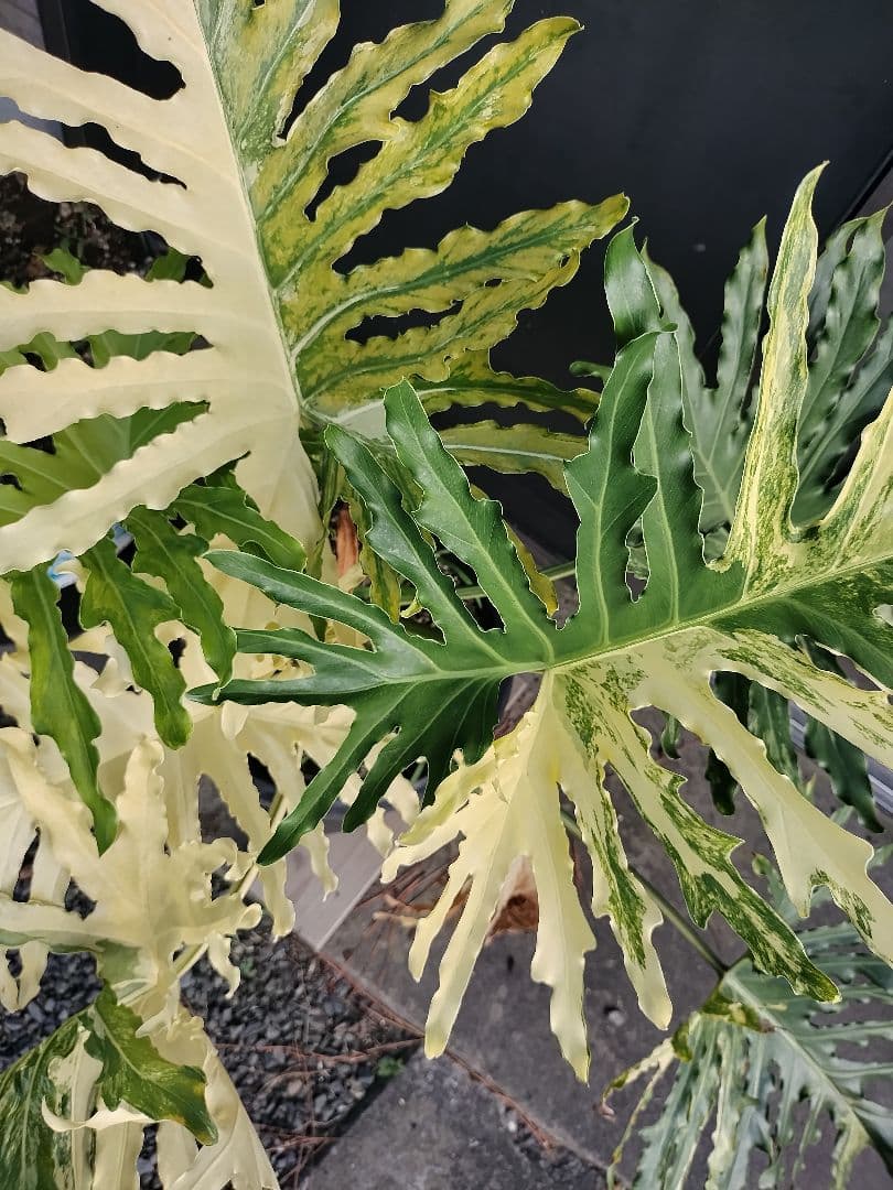 フィロデンドロン　セローム　黄色斑　斑入り　希少　レア