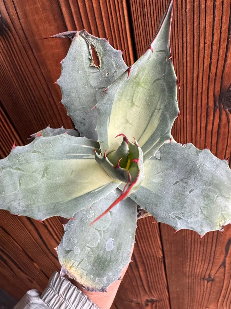 アガベ Agave ovatifolia 'Awakening Angel' 208