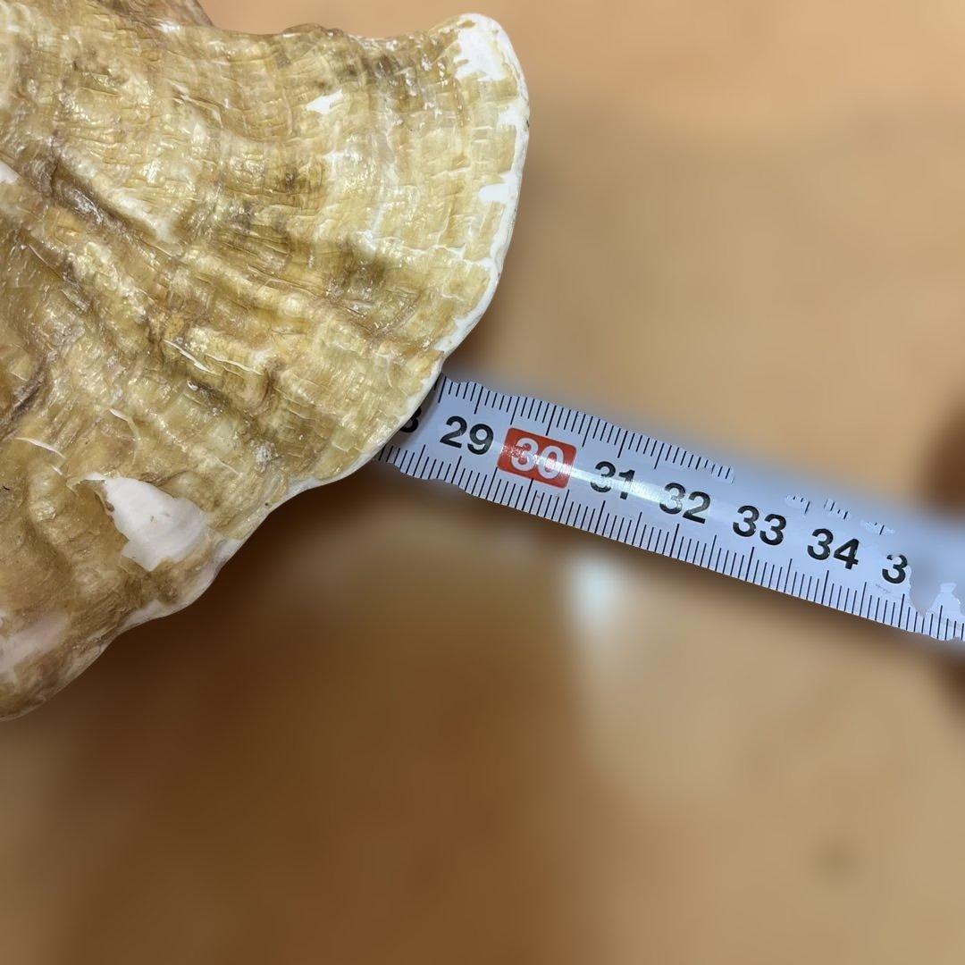 超特大　コンク貝、ピンク貝 (カリブ海産　特大サイズ　約28cm、2000g)