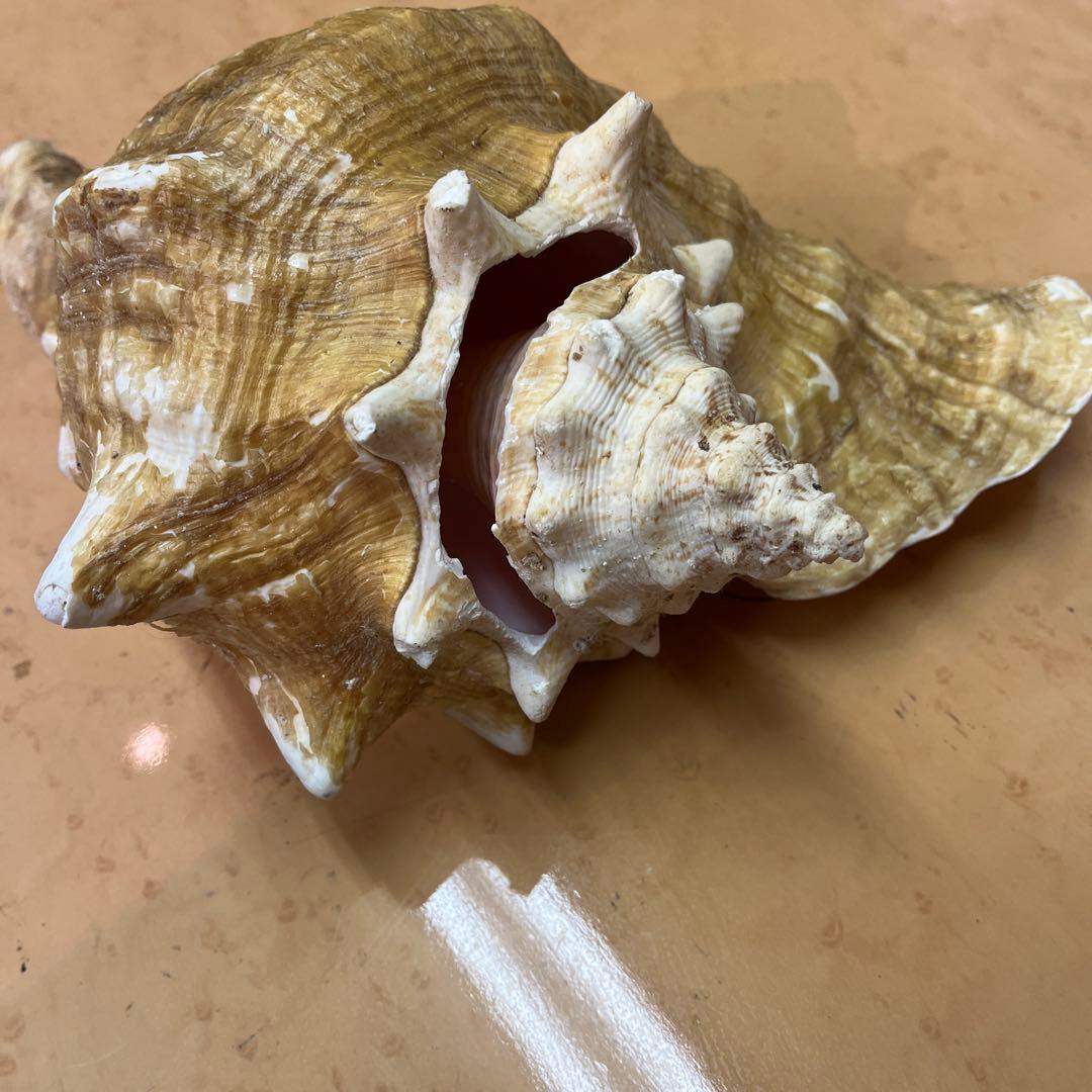 超特大　コンク貝、ピンク貝 (カリブ海産　特大サイズ　約28cm、2000g)