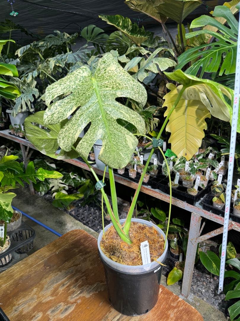 ラ*ん様 モンステラ　タイコンステレーション　スターライト転倒により葉折れあり｜