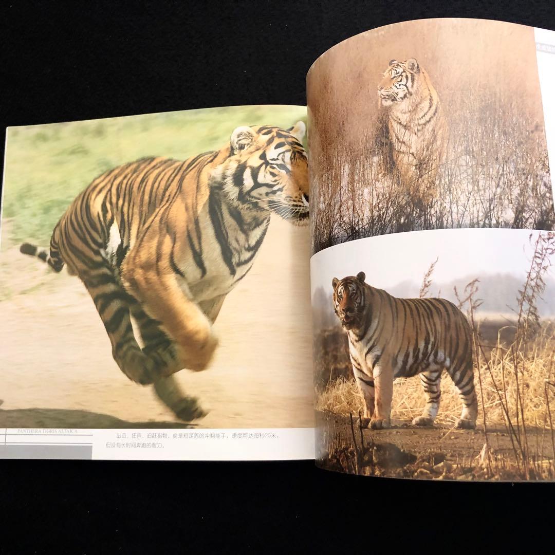 アムールトラ（シベリアトラ）写真集「東北虎 上・下巻」2冊セット 刘丹 撮影