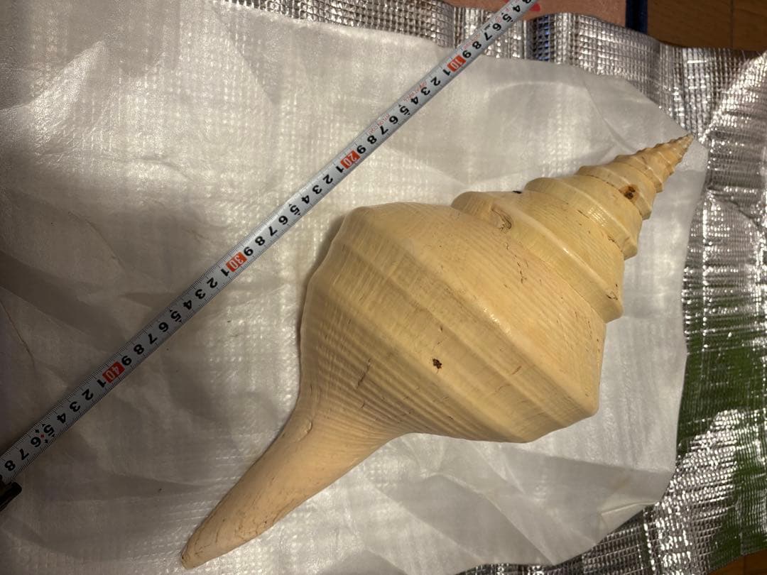 アラフラオオニシ貝標本約46cm特大　世界最大の巻貝　貝殻オブジェに