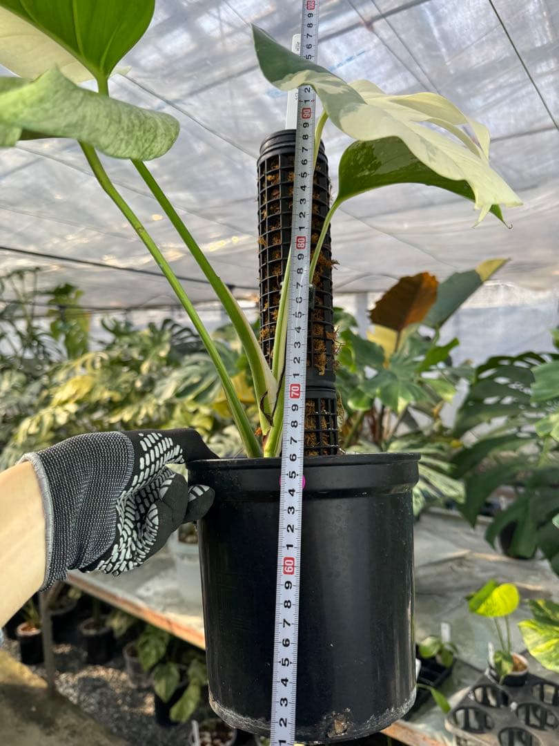 1モンステラ　ボルギシアナ　ミント　健康株　美斑入り