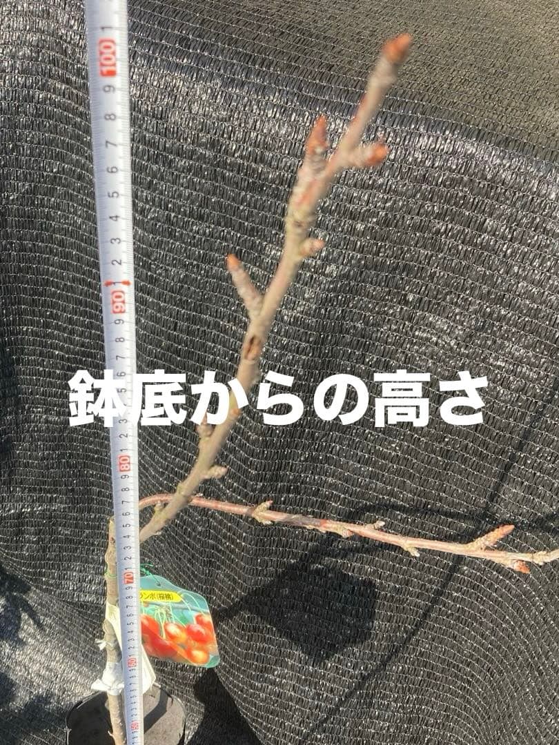 ①*:ஐ 1本で実がなる*:ஐ接木・さくらんぼ・苗木【桜桃・紅きらり】4号