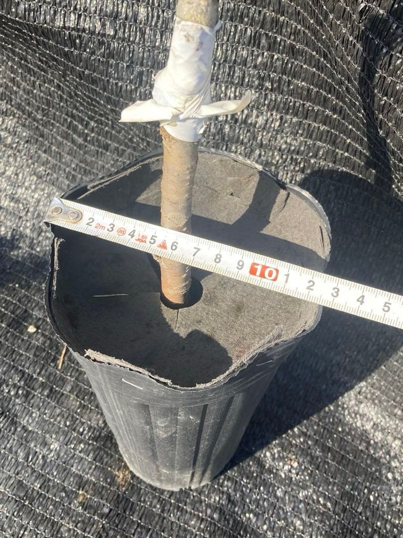 ①*:ஐ 1本で実がなる*:ஐ接木・さくらんぼ・苗木【桜桃・紅きらり】4号