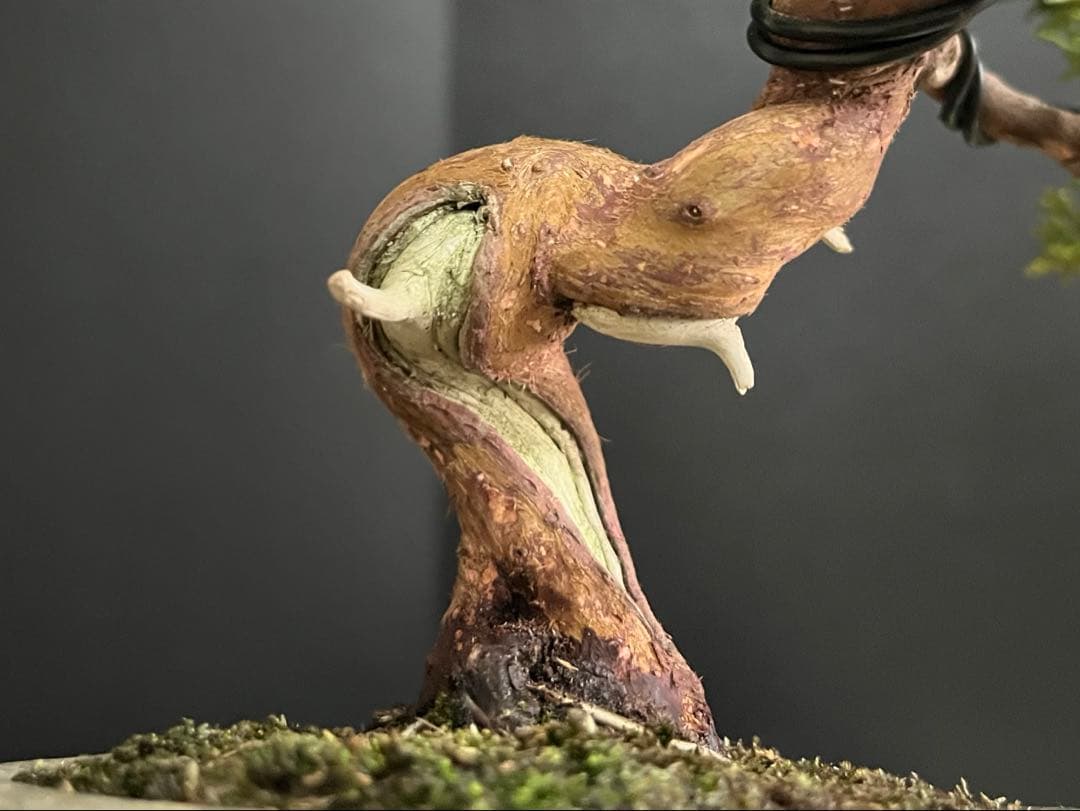 真柏盆栽　糸魚川真柏　古木　捻転幹　小品盆栽　ミニ盆栽　樹高15.5cm