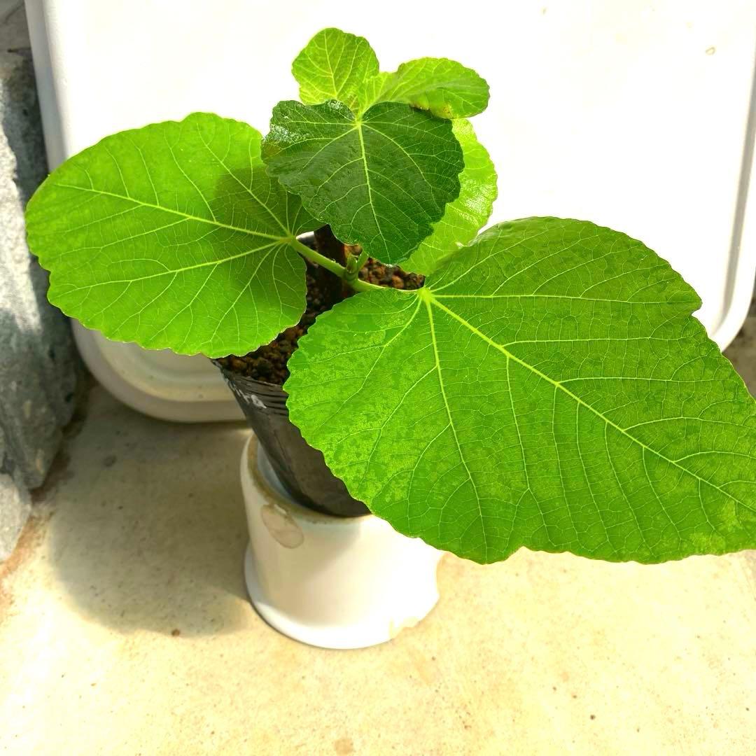 イチジクの良苗。Black Madeira