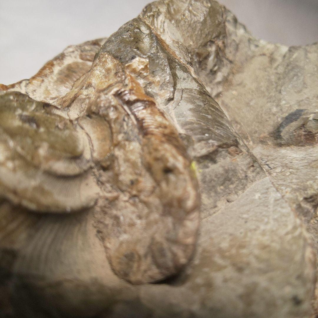 ⭐️ アンモナイトの塊 M-A