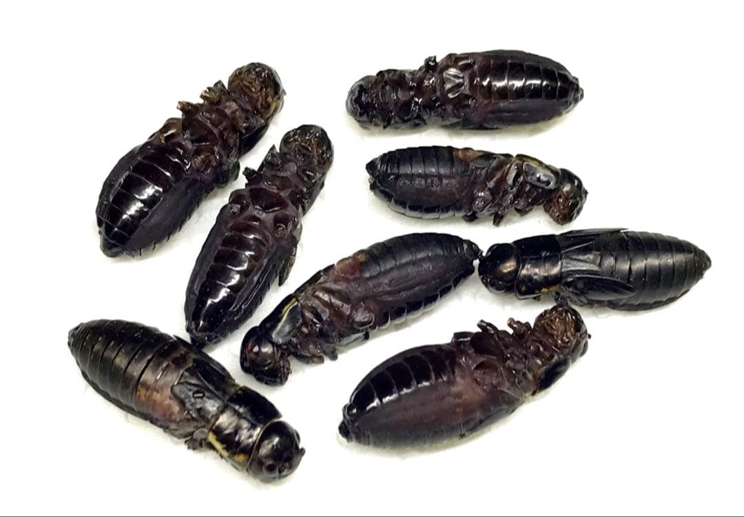 冷凍クロコL約1000匹1kg冷凍コオロギ