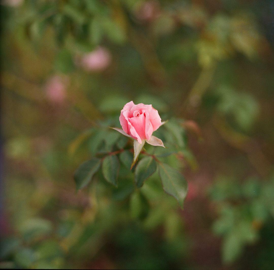 ※希少美品※ 値下げ中　Kodak Ektar 80mm f2.8