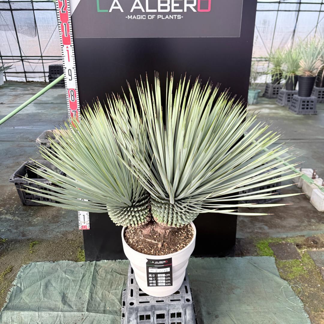 【AL-F1139】ユッカ　ロストラータ　超美形　高次元ダブル　シルバー個体