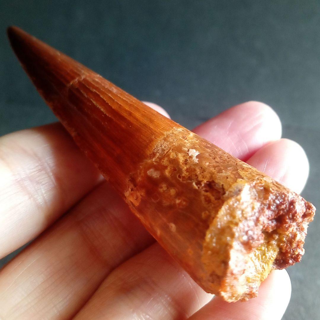 恐竜　歯化石　スピノサウルス　特大　極美麗　約８０mm