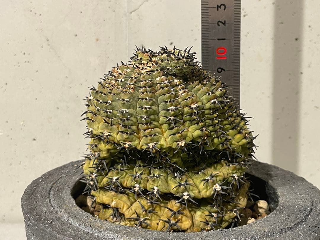 ■黒刺強短刺 ギムノカリキウム・バッテリー 古株/11cm■カキコ付 コピアポア